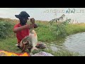 Small Boy Catching Big Pomfret Tilapia Fishes Using Single Hook Bait Traditional Village Style
