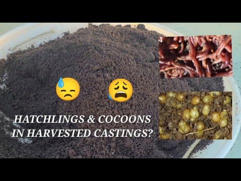 Losing Your Worm Cocoons In Your Castings | How To Get Hatchlings From Worm Castings