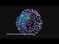 Scientists Grow Monkey Embryo With Human Cells. But Why?