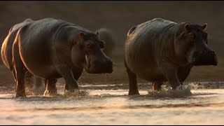 Ataque Hipopótamos a Cocodrilos