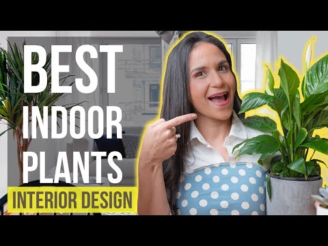 Best Indoor Plants | Interior Design Ideas Tips and Trends for Home Decor