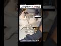 That S My Litter Box Funny Hopecore Hopelesscore