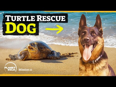 How this dog saves thousands of turtles per year