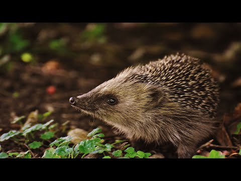 Dingen Die JIJ Nog Niet Wist Over De EGEL! - Juf in de Natuur