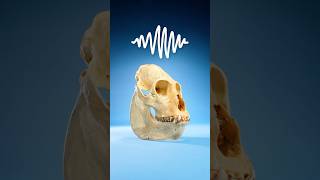 Why Are Howler Monkeys So Loud?