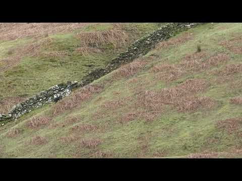 Gundog Training - Full retrieve with a Labrador