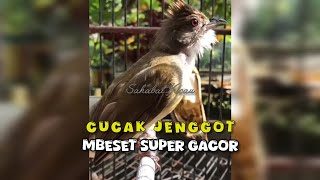 Download lagu Masteran wajib | cucak jenggot gacor FULL MBESET mp3 Download lagu Masteran wajib | cucak jenggot gacor FULL MBESET mp3