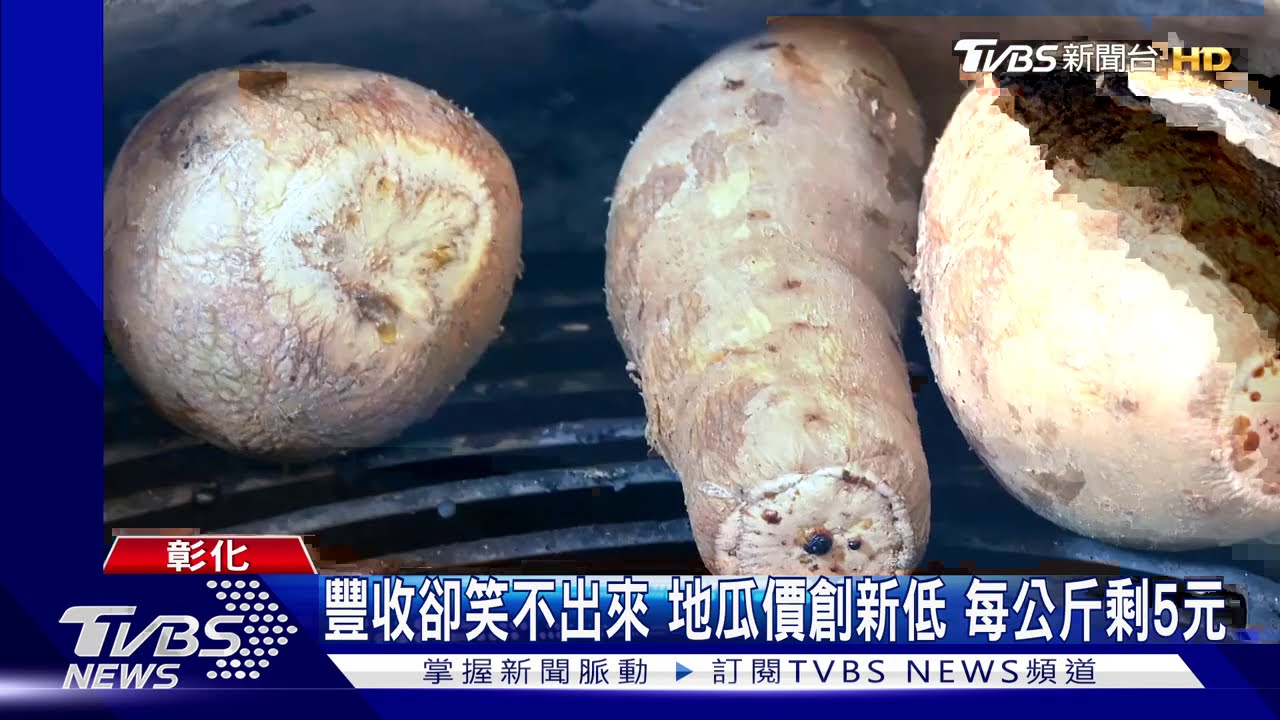 豐收卻笑不出來 地瓜價創新低每公斤剩5元