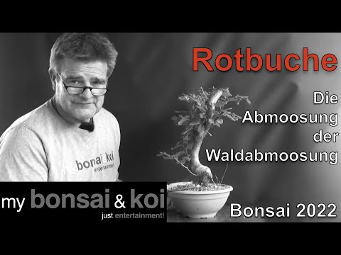 Bonsai 2022-51 - Common Beech - Fagus sylvatica - The mossing of the forest mossing