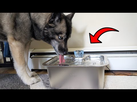 Massive 3-Gallon Dog Water Fountain Review