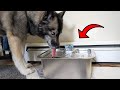 Massive 3 Gallon Dog Water Fountain Review