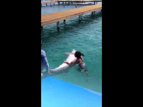 Remarkable, Sex dolphin xxx You Sex dolphin xxx