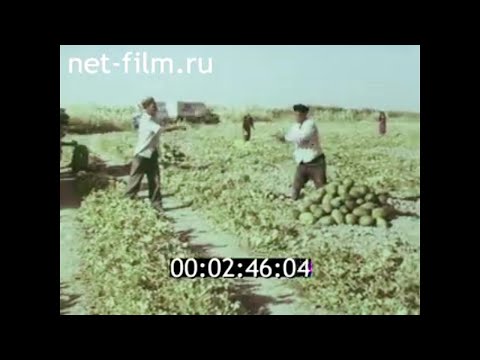 1980г. Каракумский канал. город Мары. Туркменистан.
