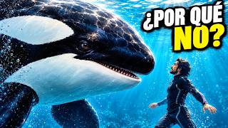 Por Qué las Orcas NO Atacan a los Humanos