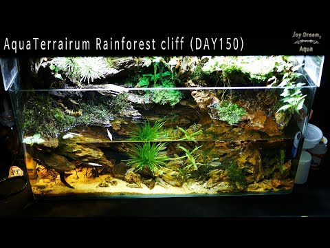 aquaterrarium rainforest cliff layout day150