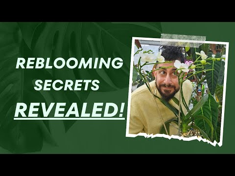 💡 Master Phalaenopsis Orchids: Ultimate Reblooming Guide! 🌸