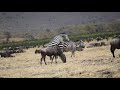 Zebras Mating Ngorongoro Crater Tanzania
