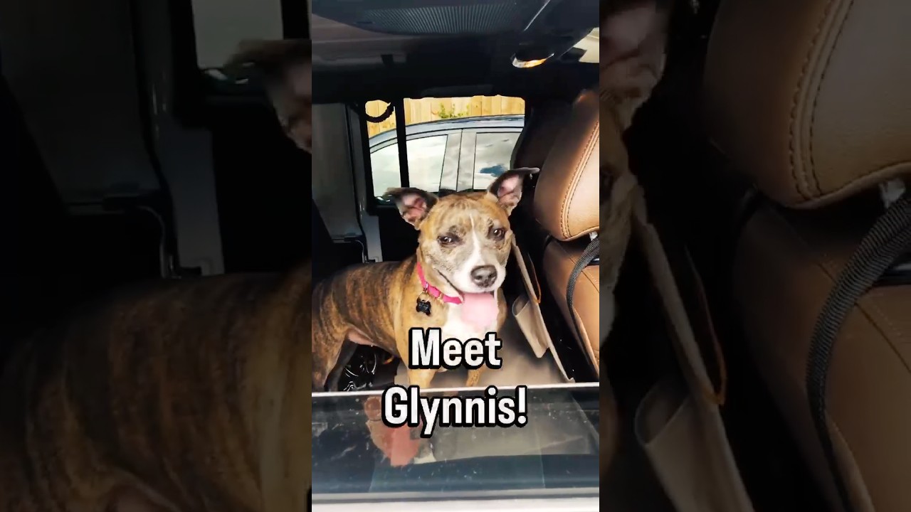 Enlarge Glynnis, a Adoptable mixed breed in Kennesaw, GA video 6/6