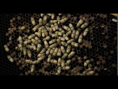 Are Bees Becoming Extinct?