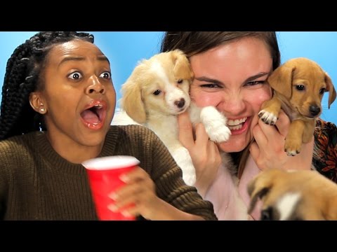 酔っぱらいの女の子は、子犬と驚いて取得します。 (Drunk Girls Get Surprised With Puppies)