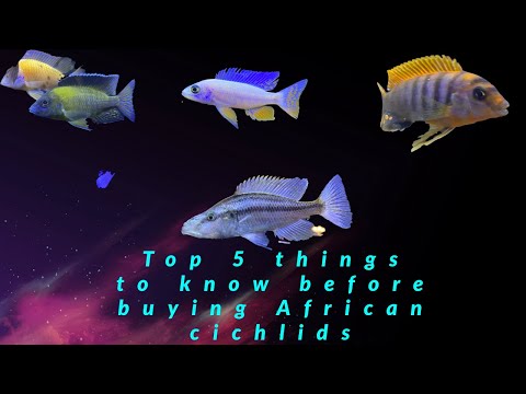 Top 5 things to know before buying african cichlids
