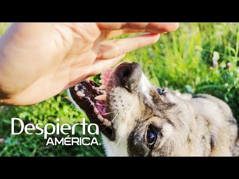 What to do if you are attacked by a dog on the street