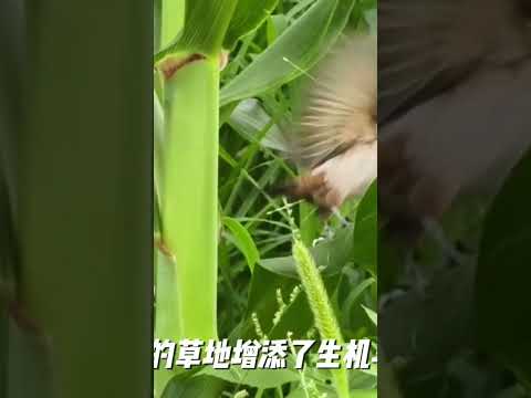 Saw the Scaly - breasted Munia again. I'm extremely happy. It's another joyful day!