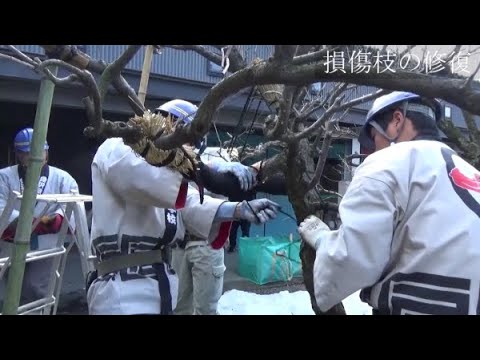 木の傷 折れた枝を直す方法