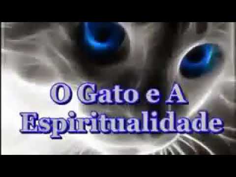Os gatos e sua mediunidade