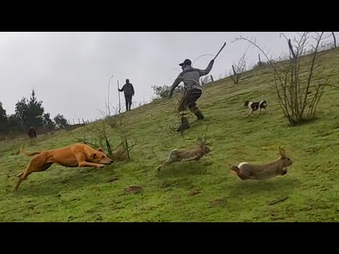 Rabbit Hunting in Florida Bio Bio | The best catch of the crossbreed Rabbit Hunting