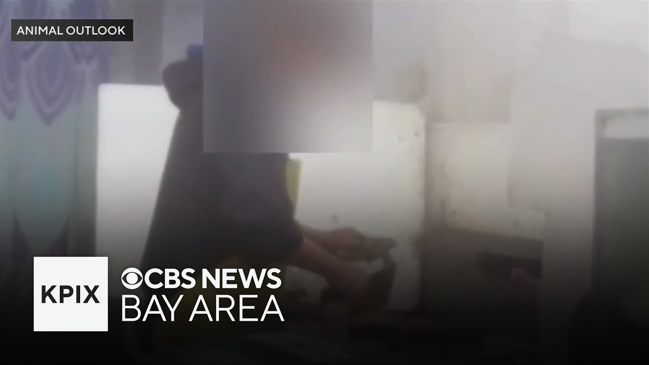 Activist group monitoring SF Chinatown "wet markets" for alleged animal cruelty