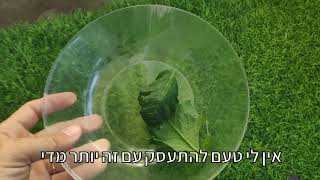 שיטה פשוטה לטיפול במזיקים בשיח עגבניות בלי ריסוסים ובלי שימוש בחומרים רעילים