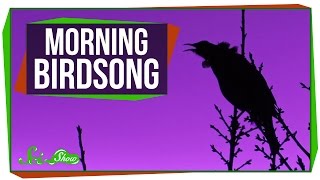 Why Do Birds Sing in the Morning?