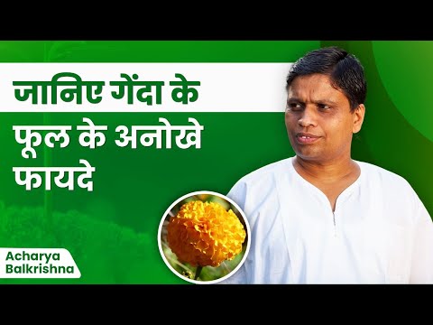 जानिए गेंदा के फूल के अनोखे फायदे || Acharya Balkrishna