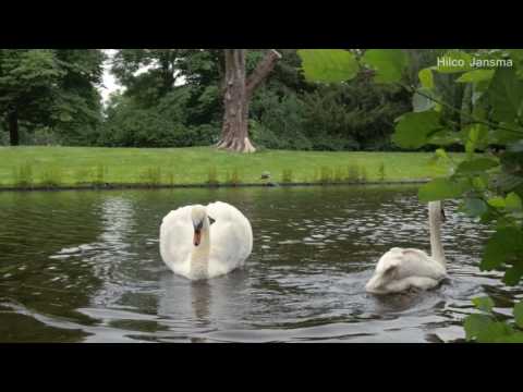Vrijlating nieuwe vrouwtjeszwaan Noorderplantsoen