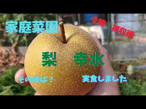 梨の木を植える：時期と方法、そしてメンテナンスのヒント！  庭園