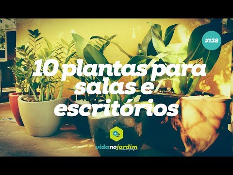 , title : '10 plantas para salas e escritórios'