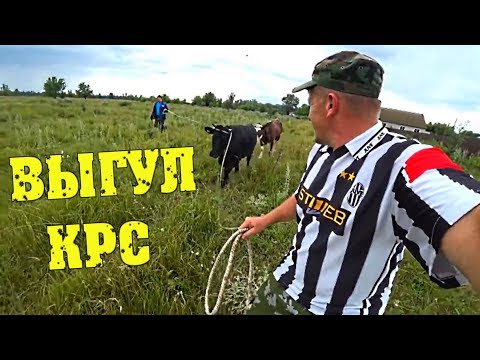 Навес своими руками - НАЧАЛО. Выгул крс / Семья в деревне