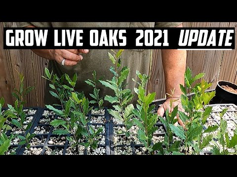Grow Live Oak Trees 2021 Update