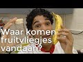 Waar komen al die fruitvliegjes in huis vandaan? | Vragen van kinderen | Het Klokhuis