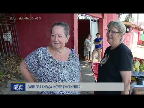 Gameleira cresce e ameaça imóveis no setor Campinas