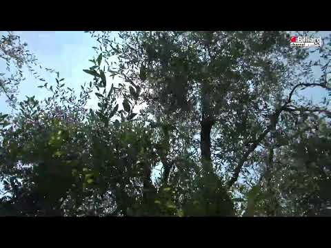 Zagli Ettore VS Belluta Riccardo   - 22° Campionato Italiano Arco di Trento