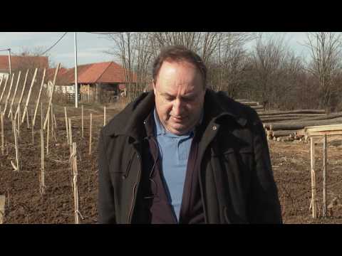 REZIDBA VINOVE LOZE I god posle sadnje