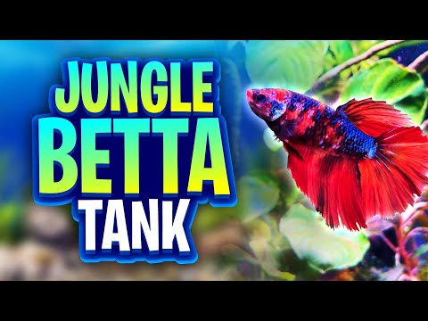 Easy Jungle-Style Betta Fish Tank Setup! A Beginner-Friendly Planted Aquarium To Keep A Betta Happy!