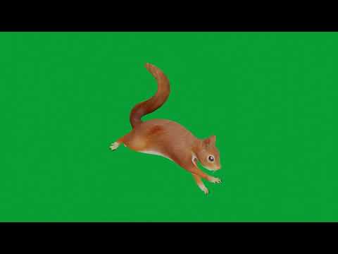 Sciurus Vulgaris Leucourus Red Squirrel