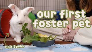 Bringing Home Our First Foster Rabbit: Housing & Timothy Hay
