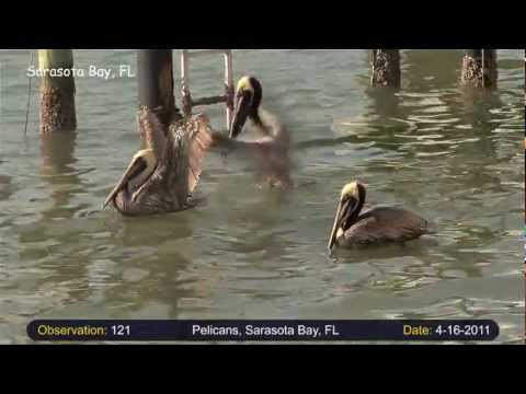 Pelikán hnedý (Pelecanus occidentalis) — kŕmne správanie