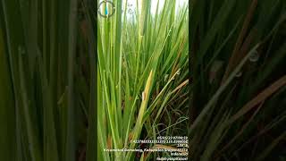 Download lagu Hama wereng putih pada tanaman padi mp3 Download lagu Hama wereng putih pada tanaman padi mp3