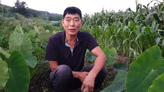 토란농사 쉽게 가꾸는 방법과 건강에좋은 효능