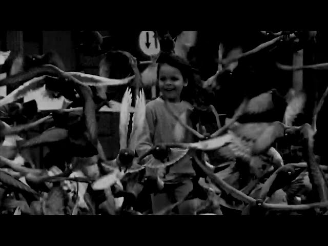 Vídeo relacionado con Entre nosotras: Una antología: 1091 (visor de Poesía)